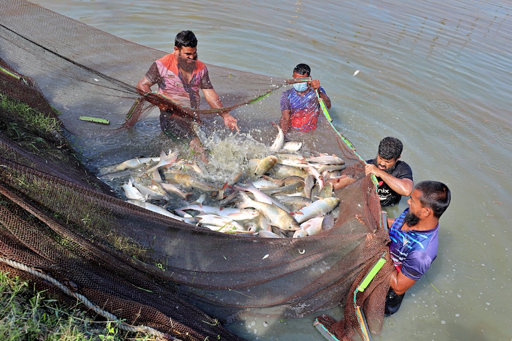 Advancing Aquaculture Systems Productivity Through Carp Improvement Feed the Future